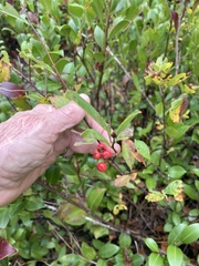 Aronia arbutifolia