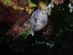 Bulla gouldiana