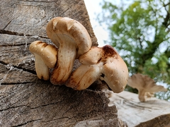 Hemipholiota populnea