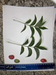 Harpephyllum caffrum