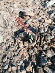 Adromischus triflorus