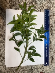 Harpephyllum caffrum