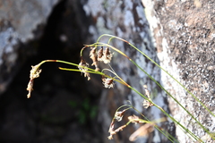 Carex macrogyna