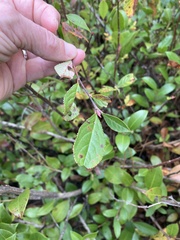 Aronia arbutifolia
