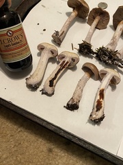 Thaxterogaster purpurascens