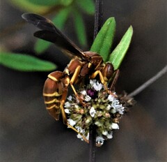 Polistes dorsalis dorsalis