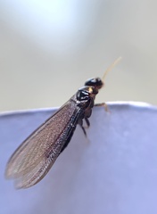 Kalotermitidae