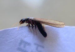 Kalotermitidae