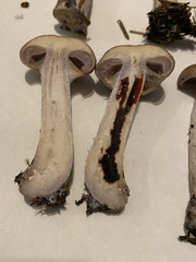 Thaxterogaster purpurascens