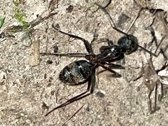 Camponotus