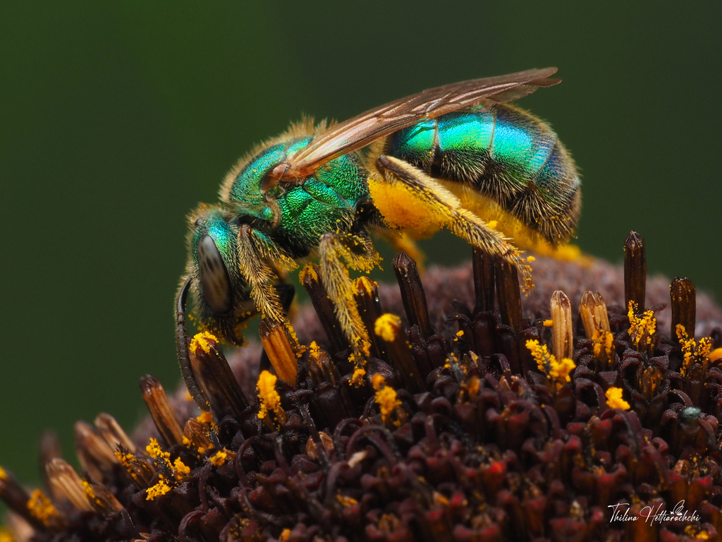Golden Sweat Bee