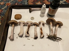 Thaxterogaster purpurascens