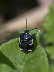 Tritomegas bicolor