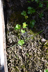 Ranunculus pygmaeus