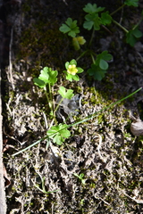 Ranunculus pygmaeus
