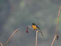 Ficedula