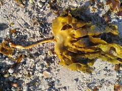 Laminaria ochroleuca