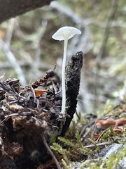 Porotheleaceae