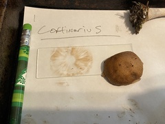 Thaxterogaster purpurascens