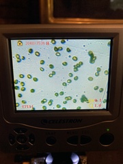 Thaxterogaster purpurascens