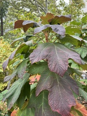 Hydrangea quercifolia