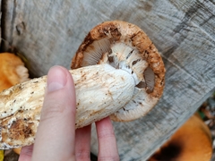 Hemipholiota populnea