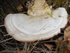 Trametes lactinea