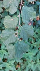 Corylus avellana