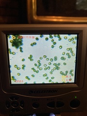 Thaxterogaster purpurascens