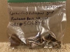 Thaxterogaster purpurascens