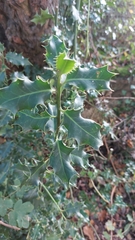 Ilex aquifolium