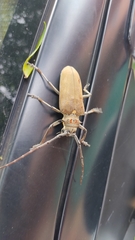 Batocera rufomaculata