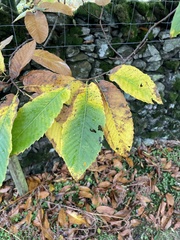 Castanea