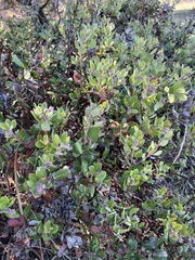 Arctostaphylos tomentosa