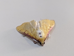 Lepidoptera
