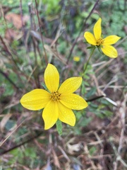 Bidens aristosa