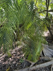 Arecoideae