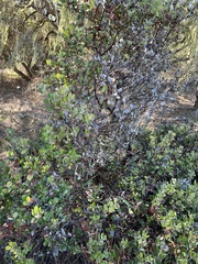 Arctostaphylos tomentosa
