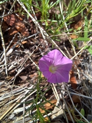 Ipomoea capillacea