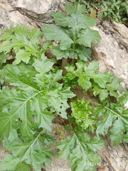 Acanthus mollis