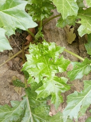 Acanthus mollis