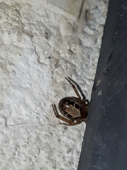 Steatoda nobilis