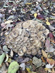 Lyophyllum