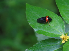 Phymatostetha deschampsi