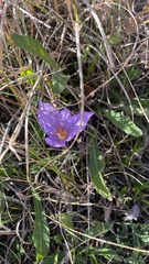 Crocus pallasii