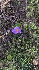 Crocus pallasii
