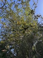 Quercus myrtifolia