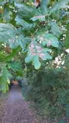 Quercus robur