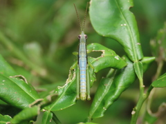 Neorthacris