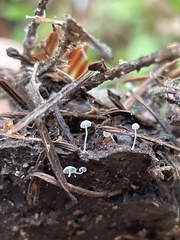 Hemimycena